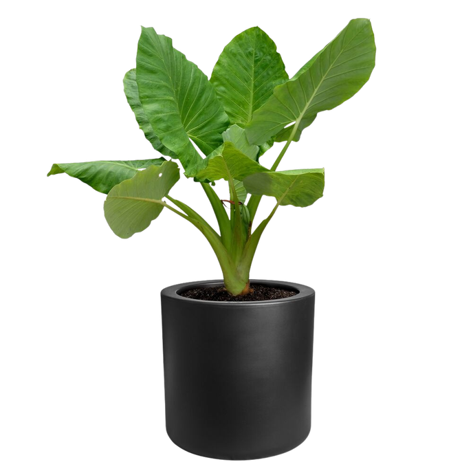 pure cilinder wheels 40 schwarz